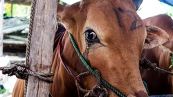 A cow that is crying, before it is slaughtered.