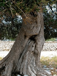 old and thick olive tree in Croatia