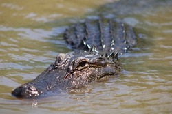 Alligator In The Pearl River In Slidell Louisiana.