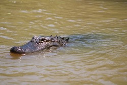 Alligator In The Pearl River In Slidell Louisiana.