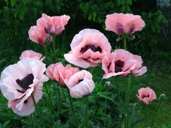 Pink oriental poppy (Papaver orientale) blooms in the garden in June.