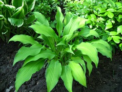 Hosta 'Pineapple Upsidedown Cake' grows in a flower bed in May.