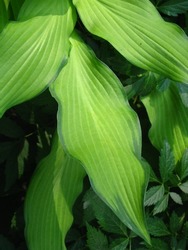 Close-up of Hosta 'Pineapple Upsidedown Cake' leaves growing on a shady flower bed in June.