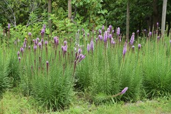 Blazing star (Liatris spicata) is an Asteraceae perennial plant, and spikes bloom in early summer.
