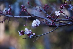 White Japanese apricot blossoms in full bloom. Every year from January to March, pretty flowers bloom as if to signal the arrival of spring, and Ume festivals are held here and there in Japan. 