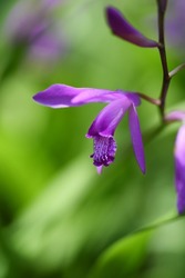 Urn orchid (Bletilla striata) flowers. Orchidaceae pernnial plants. Purple-red flowers bloom from April to May.