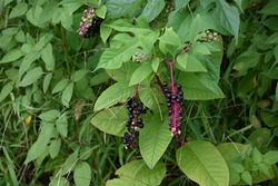 American pokeweed berries. Phytolaccaceae perennial toxic plants.You can see white flowers immature berries and black ripe berries at the same time around September.