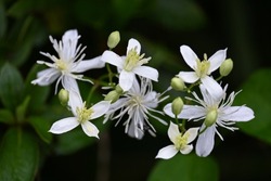 Sweet autumn clematis flowers. Lanunculaceae perennial toxic vine. Small white four-petaled flowers bloom from August to September.