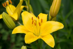 photo of yellow lily flower in the garden. Countryside colorful picture