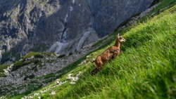 Calm tatra chamois, rupicapra rupicapra, walking uphill in grass. Profile chamois with mountains and green grass. Wild goat with horns walking up the hill from side view. 