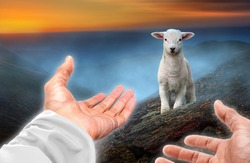 Hands of God reaching out to a lost sheep. Biblical theme concept.