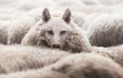 Wolf in a flock of sheep with wool clothing. Wolf pretending to be a sheep concept.