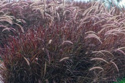 Close-up view from beautiful and aesthetic red wild grass decorated at city park for nature background and landscape wallpaper