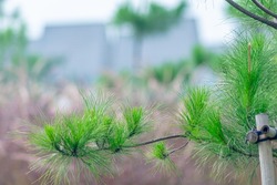 close-up little pine tree with soft focus red wild grass background. Suitable for the nature and landscape wallpaper