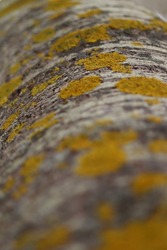 Lichen, xanthoria, a yellow lichen on a tree trunk. Detail.