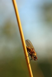 a fly sitting on a blade of grass