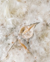 Decorative natural pattern made of split fruits and fluffy seed hairs from plant asclepias syriaca or common milkweed. Flat lay background. Abstract nature concept. Fur or feathers texture.