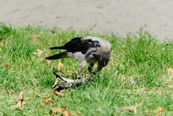 A crow with a dead pigeon in its claws in a city meadow. A bird of prey feeds on a hunted pigeon. Summer.