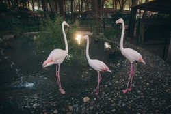 pink birds on the pond