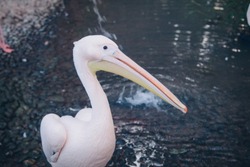 white bird on the pond. Pelican close-up
