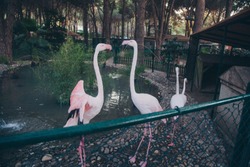 flamingo at the zoo: pink birds on the pond