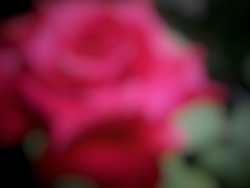 out of focus redrose in the yard on a sunny morning