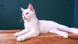 Beautiful and charming cat eyes. White cat with different eyes on the table. Cat with heterochromia eyes - Odd eyes. Selective focus. 
