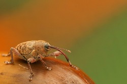 Acorn weevil, Beetle, Insect, Nature, Macro, Animal