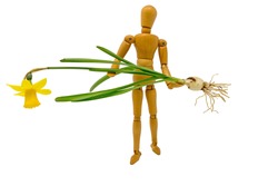 Complete narcissus with flower and onion is carried by a wooden figure