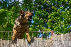 Shepherd dog barks behind a fence on summer day