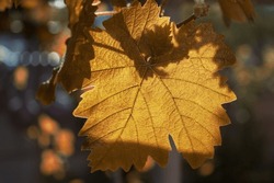 Close-up bright green fresh vine leaves in the garden. beautiful orange autumn period. autumn effect. detail.