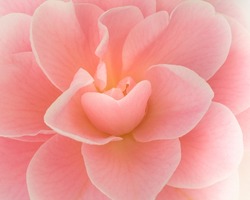 Close-up of a camellia flower. Pale pink flower as a floral card. Natural fashion decorative design, bokeh effect. Amazing natural floral banner or greeting card.