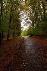 Path in the forest at autumn. Fall in the forest at rainy weather. Fallen leaves on the road. Ataturk Arboretum in Istanbul