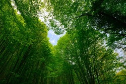 Carbon neutral or carbon net-zero concept background photo. Low angle view of lush forest.