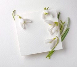 Snowdrops flowers with white card on white background. Creative congratulations layout from snowdrops on white papper. Spring flower concept. 