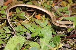 Young eastern slow worm (Anguis colchica) in natural habitat