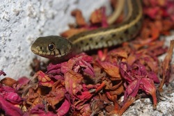 The grass snake, ringed snake, or water snake (Natrix natrix persa) striped subspecies of a common snake on red petals in an urban area