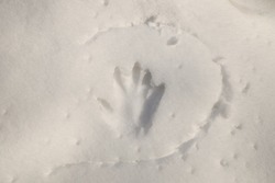 hand print on a pile of snow