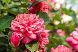 Pink Of Damask Rose Flower.