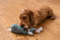 Small Brown Wire-haired Dachshund Lying On A Wooden Floor And Chewing On A Soft Toy