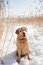 Grown labrador retriever dog walking on a Sunny winter day among dry reeds in the snow