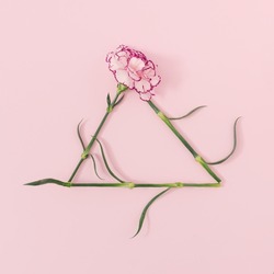 Triangle shape frame  made of fresh natural carnation flower on bright pink background. Minimal spring floral arrangement. Blossom idea. Flat lay with copy space.