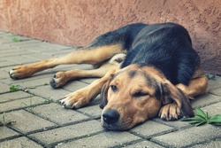  portrait of cute busty big dog lying on sidewalk