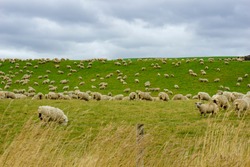 Flock of sheep grazing green grass on slope in paddock under dark clouds in Southland New Zealand.
