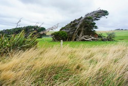 Group of macrocarpa trees bent over in wind in Southland field, New Zealand