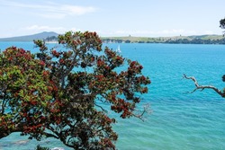 View over coastal pohutukawa tree foreground across Hauraki Gulf from Motuihe Island to volcanic cone of Rangitoto Island,