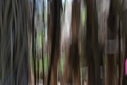 Motion blur impressionist stand of New Zealand cabbage trees