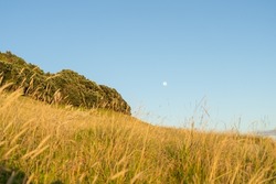 Slope on mount with long golden grass in morning light under blue sky.