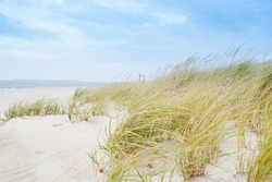 Windswept beach, typical Cape Cod coastal environment.