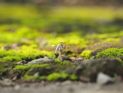 Mini figure toys on the land ground with blurred background.